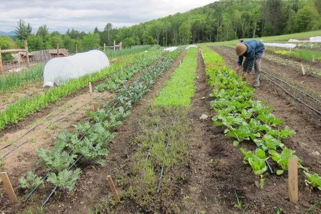 Advanced Organic Farming Techniques in Tirunelveli - Elite Organic Farms & Garden in Tirunelveli