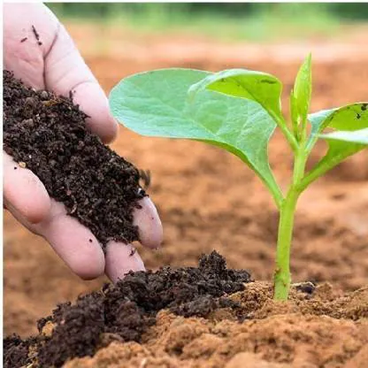 Organic Fertilization Methods in Tirunelveli