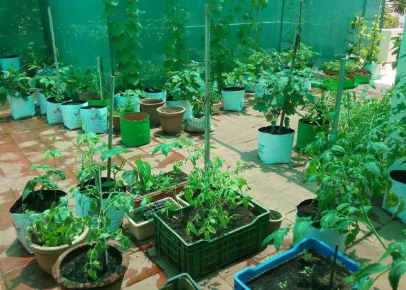 Terrace Vegetable Gardening Ideas in Tirunelveli – Elite Organic Farms & Garden