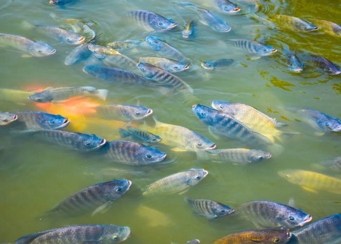 Aquaponics Set up in Tamil Nadu