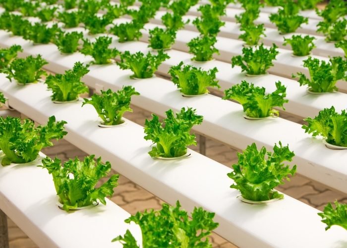 Hydroponic Farming Set up in Tamil Nadu