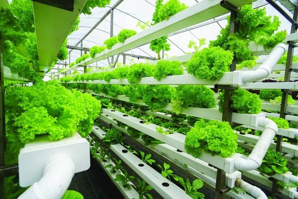 Hydroponic faming setup in Tamil Nadu